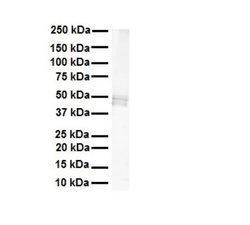 PDE12 Antibody, Novus Biologicals 100 &mu;L; Unconjugated:Antibodies, Polyclonal